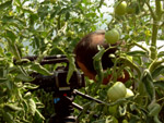 http://budurable.free.fr/images/film/1425.jpg
