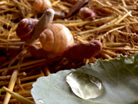 http://budurable.free.fr/images/juin/0854.jpg